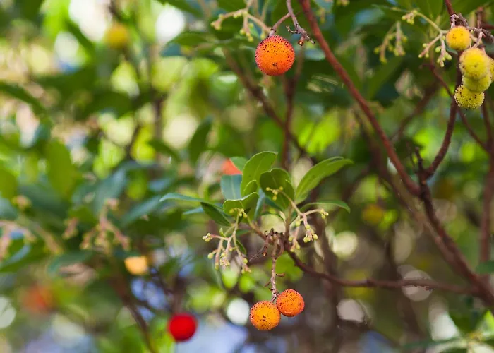 ホテル Duga Uvala 3*